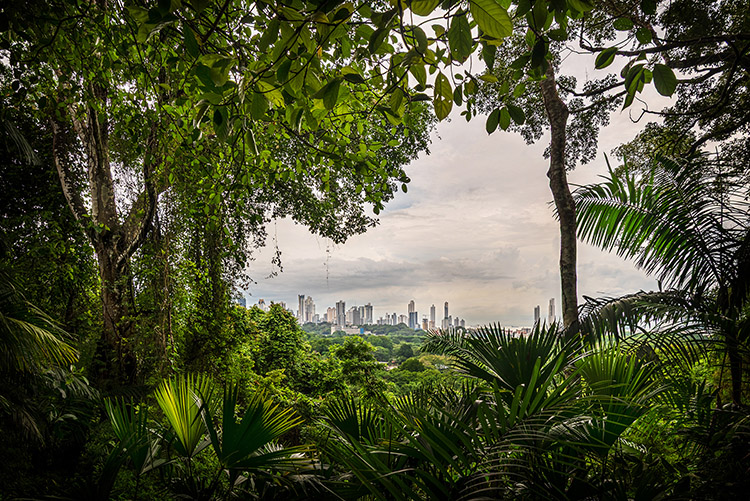Panama City skyline seen through tropical foliage at Parque Natural Metropolitano, with skyscrapers, ocean, and sky framed by jungle trees.