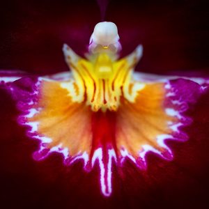 finca Dracula - orchid flower photography workshop Panama