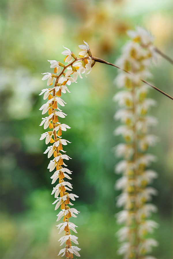 orchids flowers photography workshop