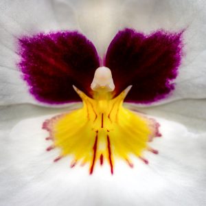 finca Dracula - orchid flower photography private tuition in Panama