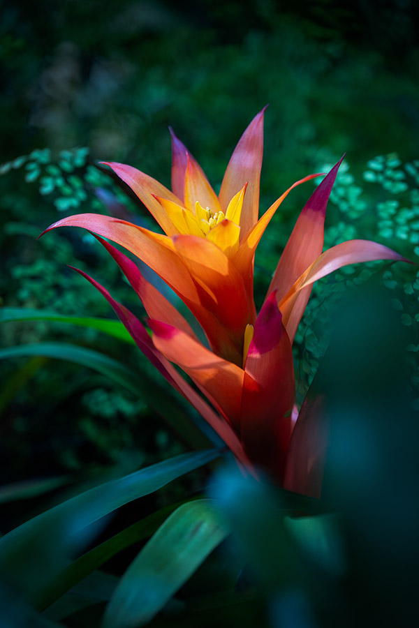 tropical flowers photography workshop in Finca Dracula, Panama